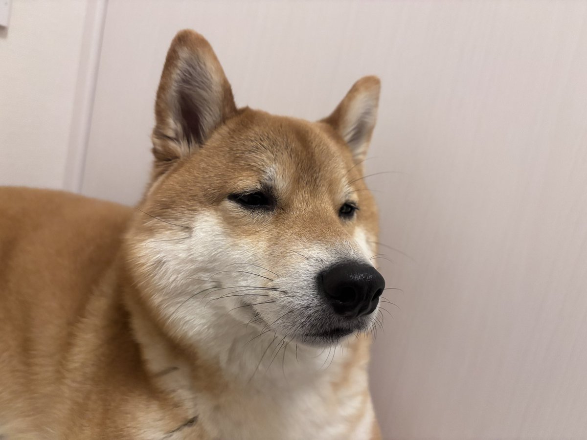 柴犬しばみ tweet media