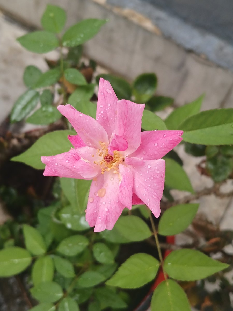 bora하트 𖹭 🧁⁷⋆ | ㉧㉣㉣ tweet media