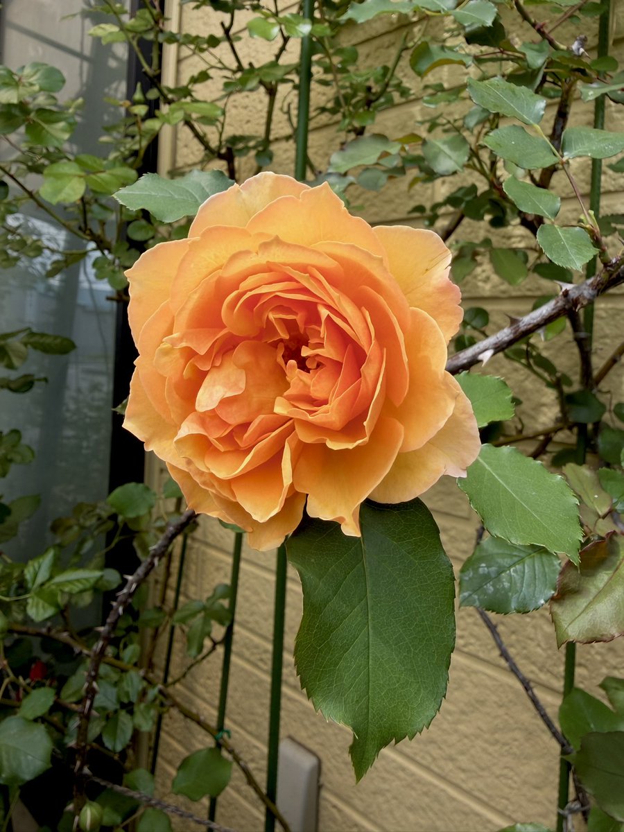 あげは tweet media