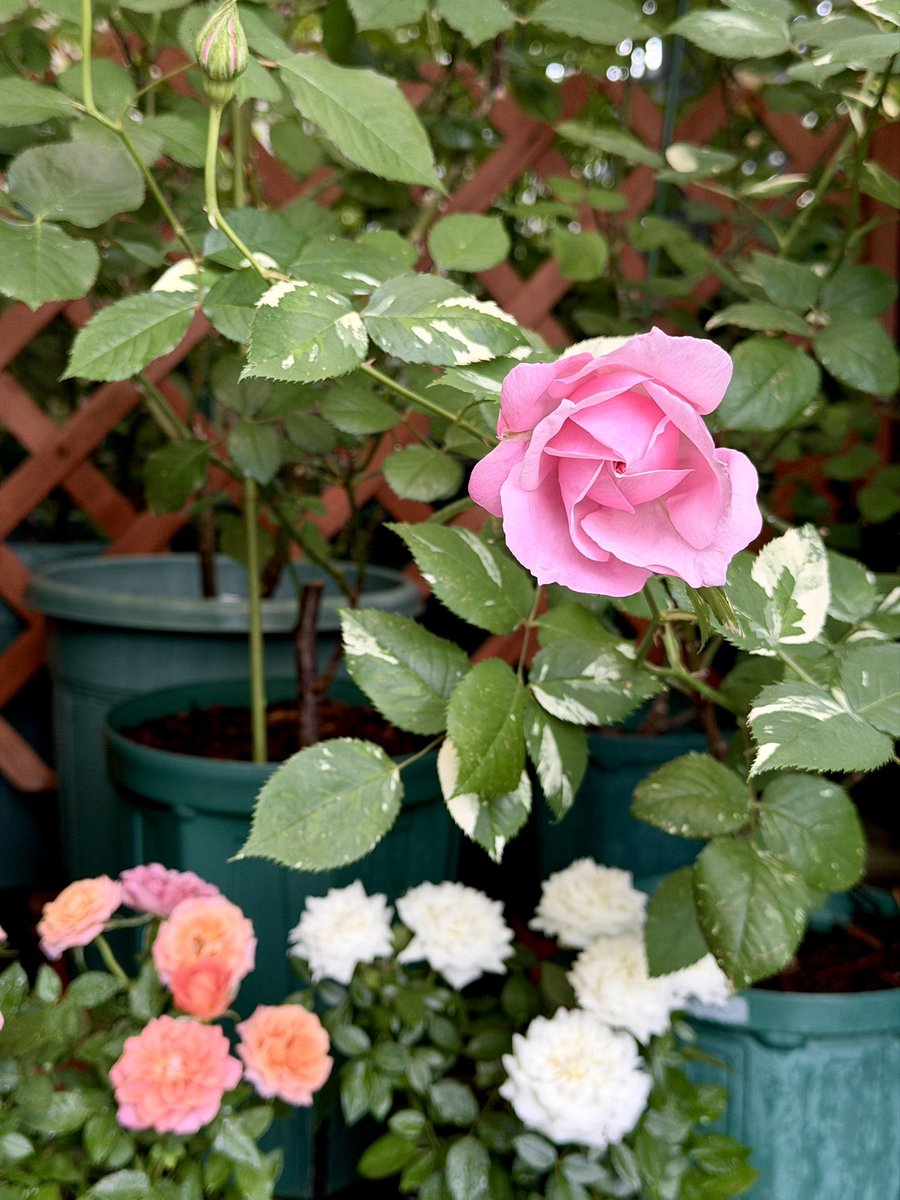 あげは tweet media