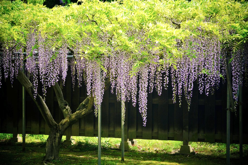 わじょーすきー tweet media