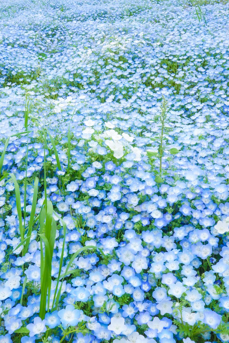 涼 / Ryo Hata tweet media