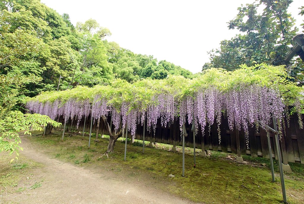 わじょーすきー tweet media