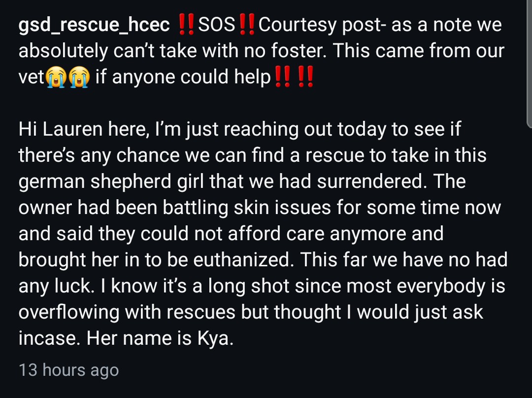 8415_n's tweet image. #gsd KYA was surrendered to a vet to be #euthanized bc owner wasn't able to afford skin treatment.

Holistic Care GSD Rescue wants to take her in but needs a #foster for sweet Kya!

Please apply here to #foster Kya:
holisticgsdrescue.com