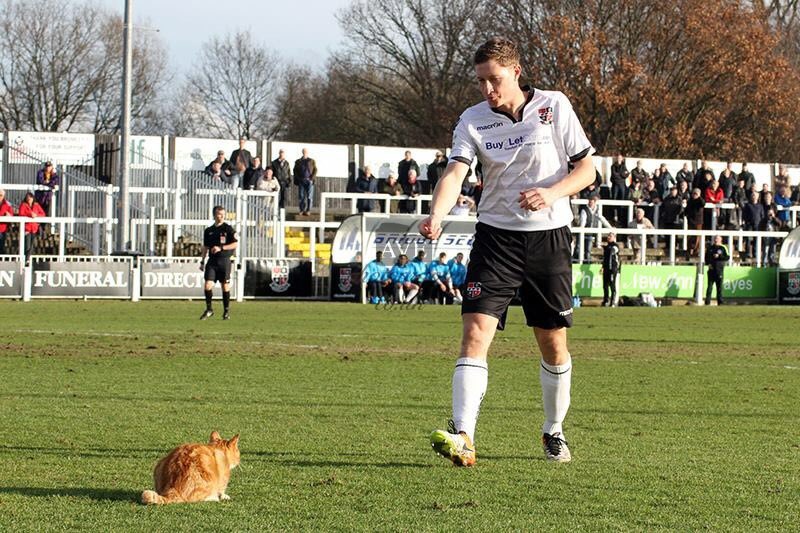 Bromley FC tweet media