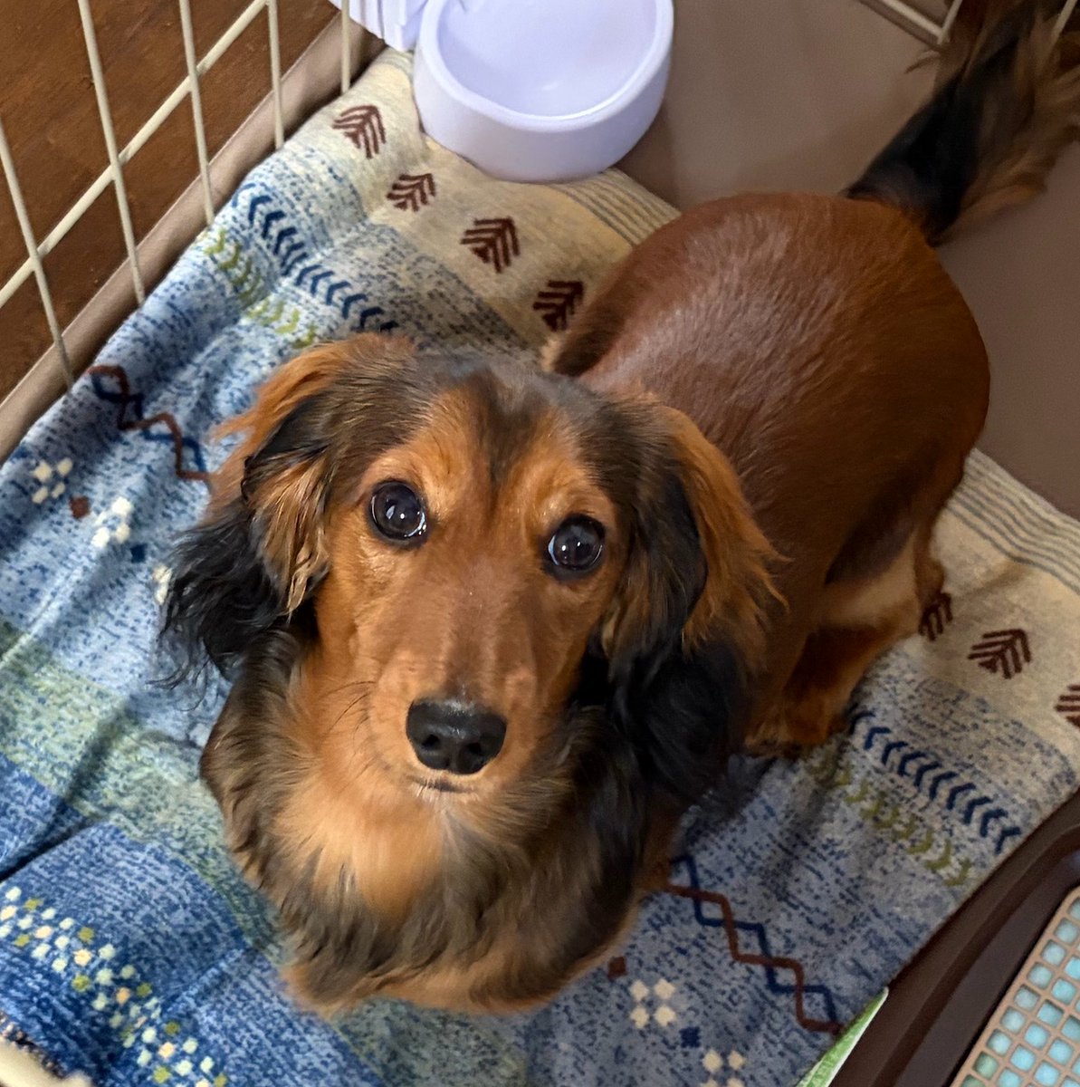 マロン（ミニチュアダックスフンド） tweet media