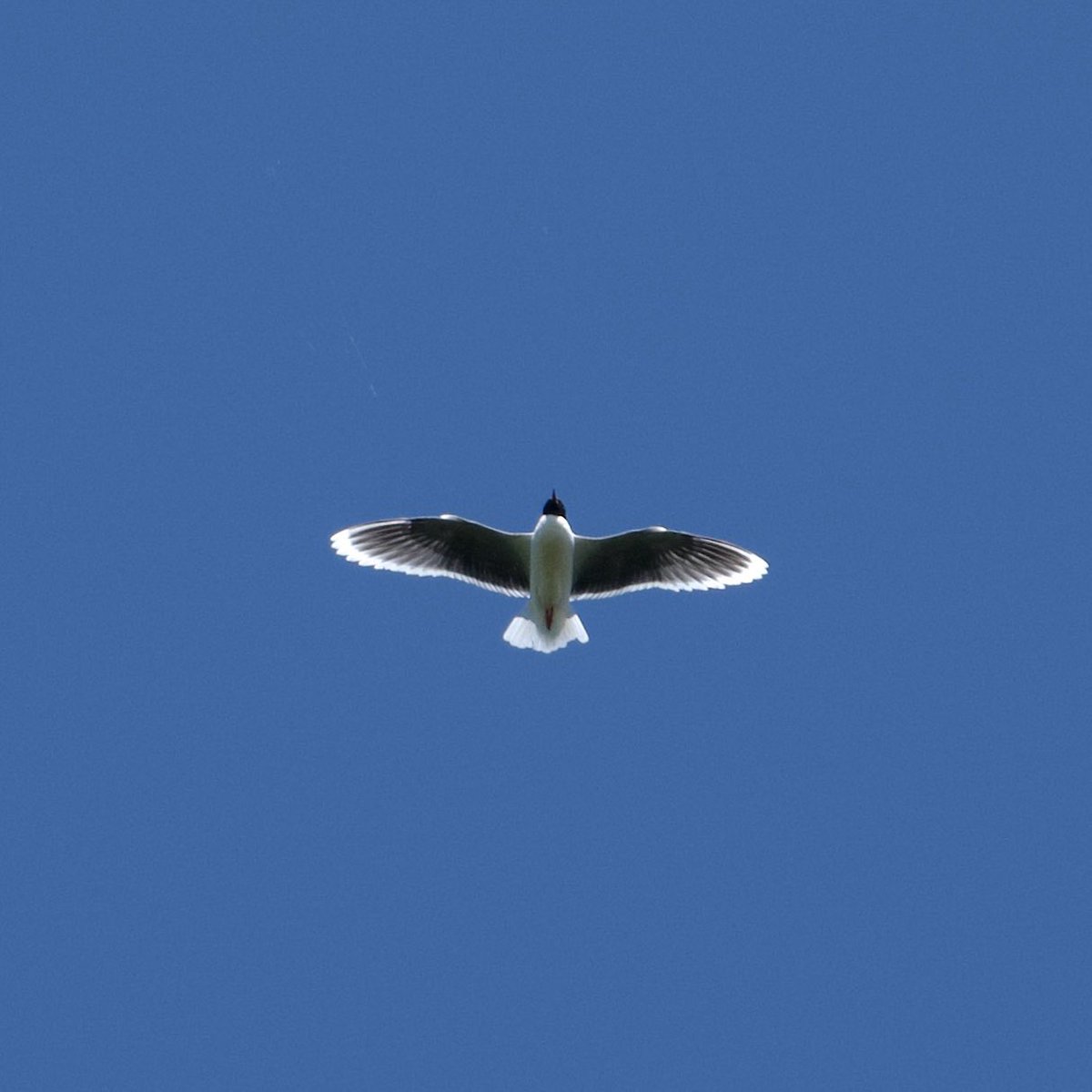 Stanford Birder tweet media