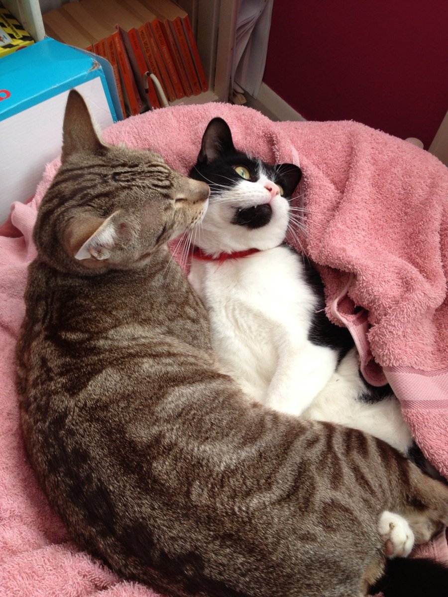 D.V. Catt tweet media