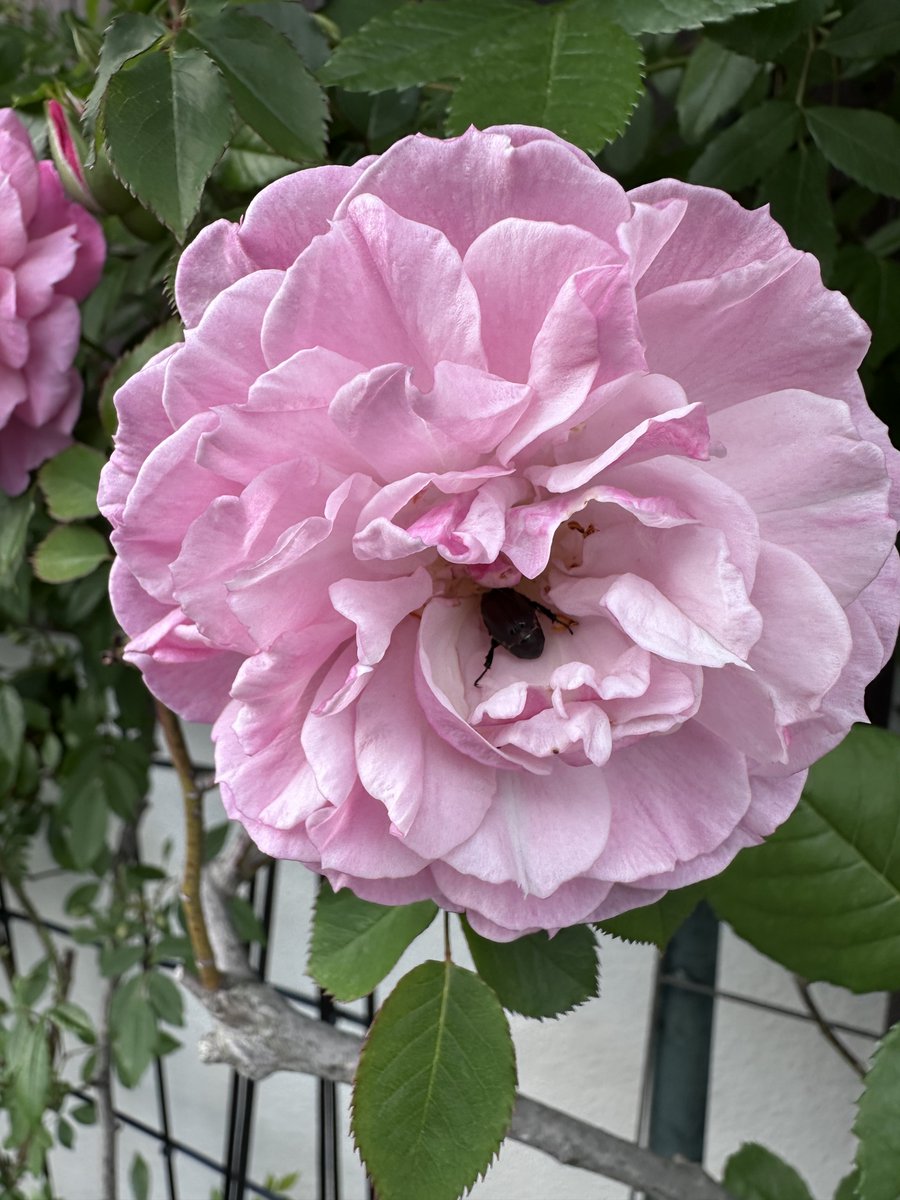 ブリエッタローズ tweet media