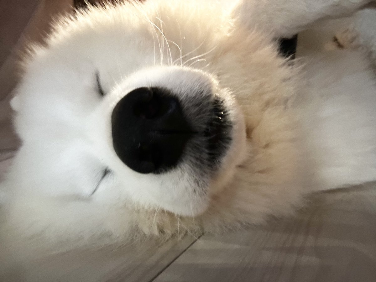 サモエド☆さだはる tweet media