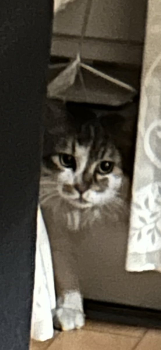迷い猫？ tweet media