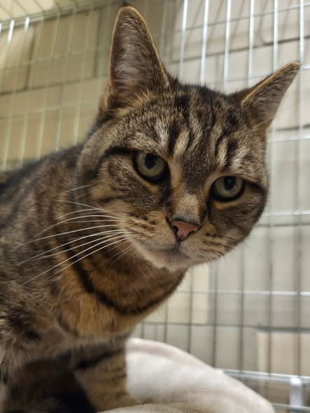 yolanda schultes tweet media