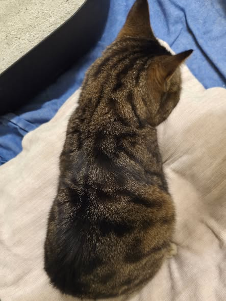 yolanda schultes tweet media