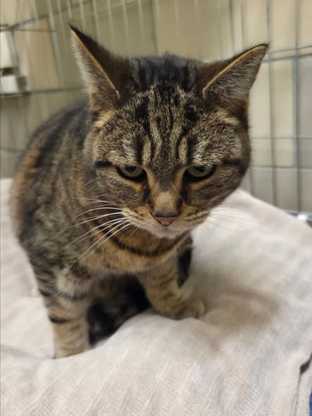 yolanda schultes tweet media