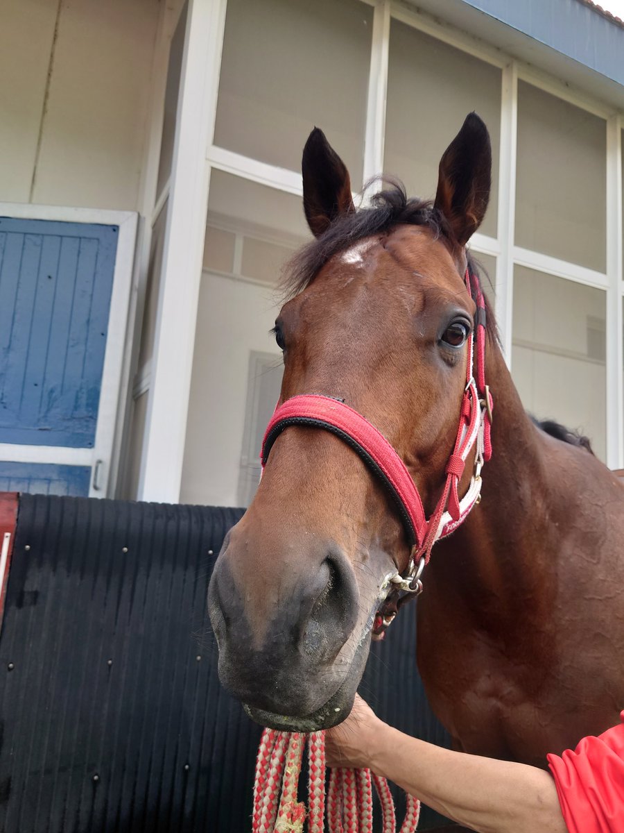 フォーエバーヤング
今後のレーススケジュールについて。

調教師が海外レーシングマネージャーの安藤裕氏を交えて、藤田晋オーナーと話し合いました。

その結果、
9月18日ベルモントパーク競馬場のジョッキークラブゴールドカップ（G1）→10月31日キーンランド競馬場のBCクラシック（G1）の路線。