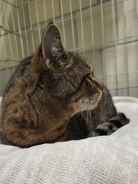 yolanda schultes tweet media