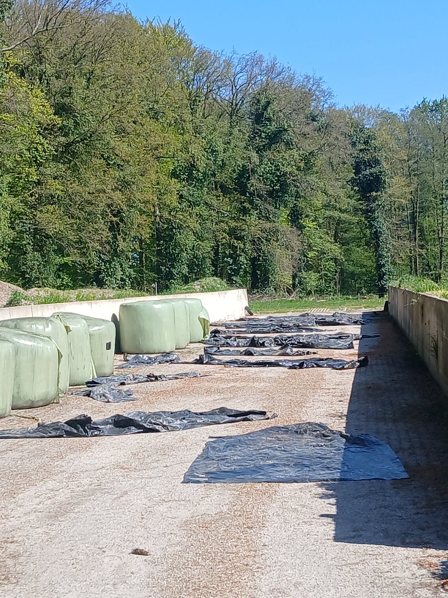 MartinOldenhof's tweet photo. Mooi zonnig 🌞 dagje om kuilplastic van de  wintervoorraad voer te laten drogen, schoonvegen en op te vouwen voor recycling #kringloop #opruimen #schoonerf https://t.co/AFNGdM3rUh