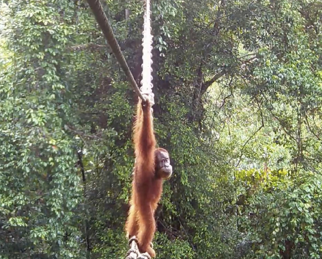WorldApeFund's tweet photo. Rare footage of young orangutan crossing above a road gives hope that critically endangered species can survive divided forest: https://t.co/JeYPCpLVMg https://t.co/ed7Dl1KxVx