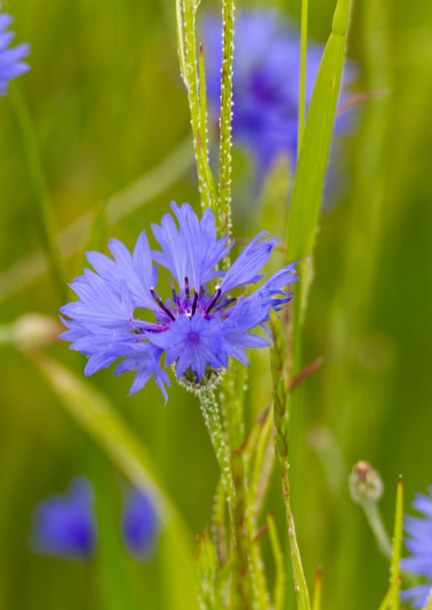 Run_fly_Smile's tweet image. Be faithful in small things because it is in them that your strength lies 😊

Mother Teresa

#Faith #Strength #MotherTeresa #Flower
