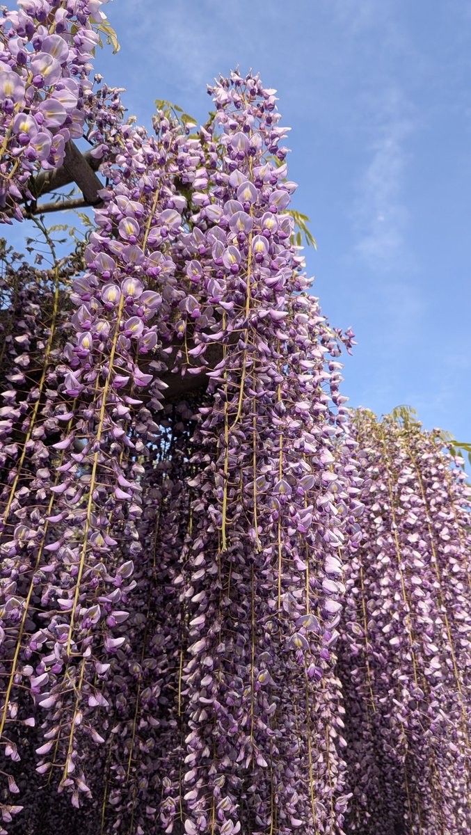 藤の花見てきたー (^o^)まんっかい！