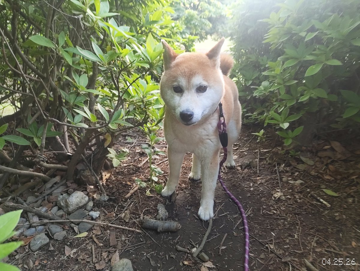 有象 (ユウゾウ) tweet media