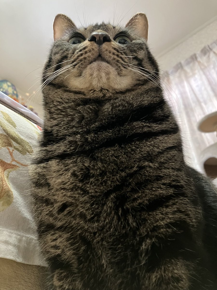 cafesanacia's tweet photo. 頭が高いひかえおろうにゃ！
へへ〜
#cats #猫 #にゃんこ #キジトラ https://t.co/eXRb2KyfMT