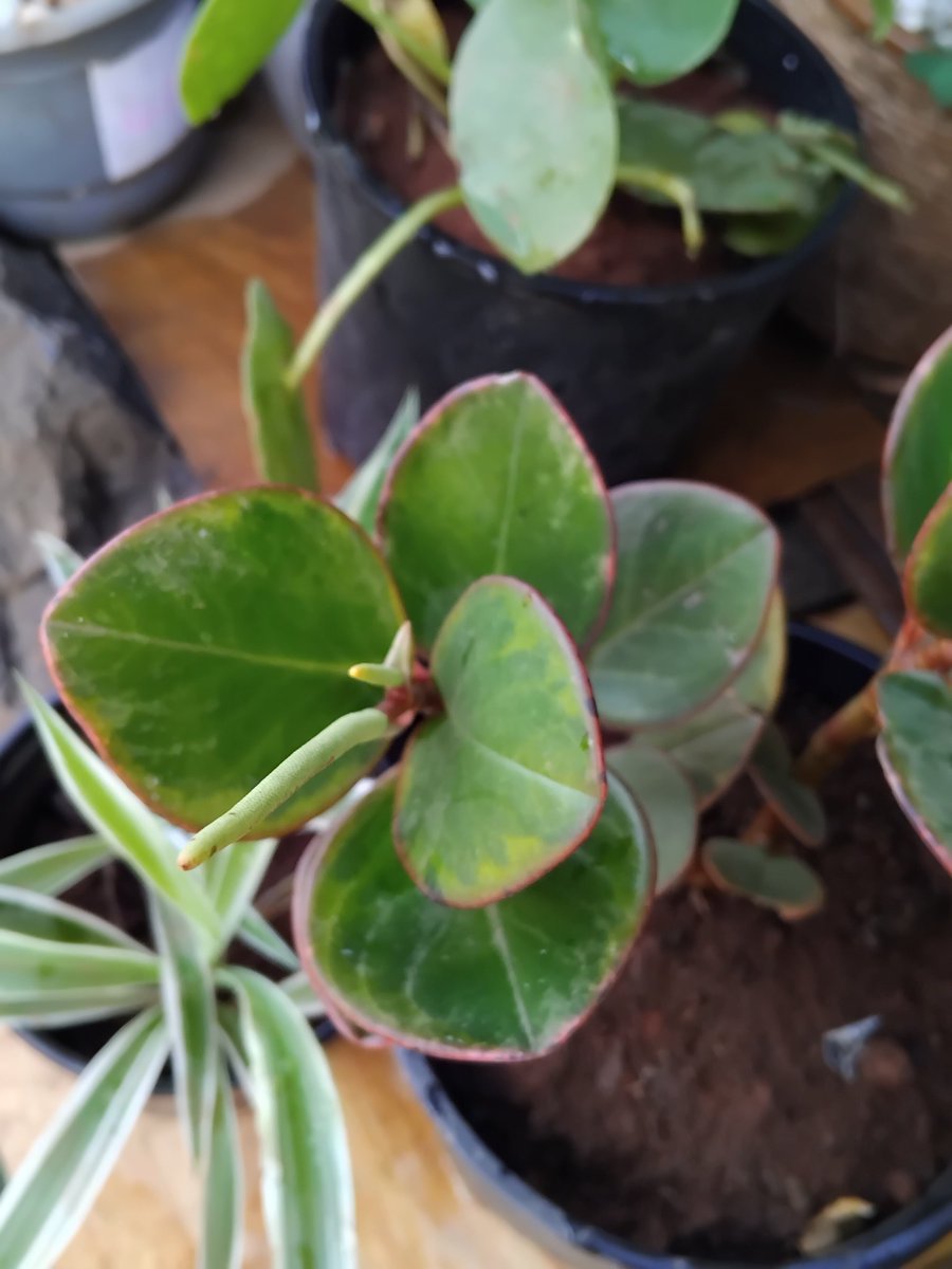 Shawrry for Plants🪴 💙 tweet media