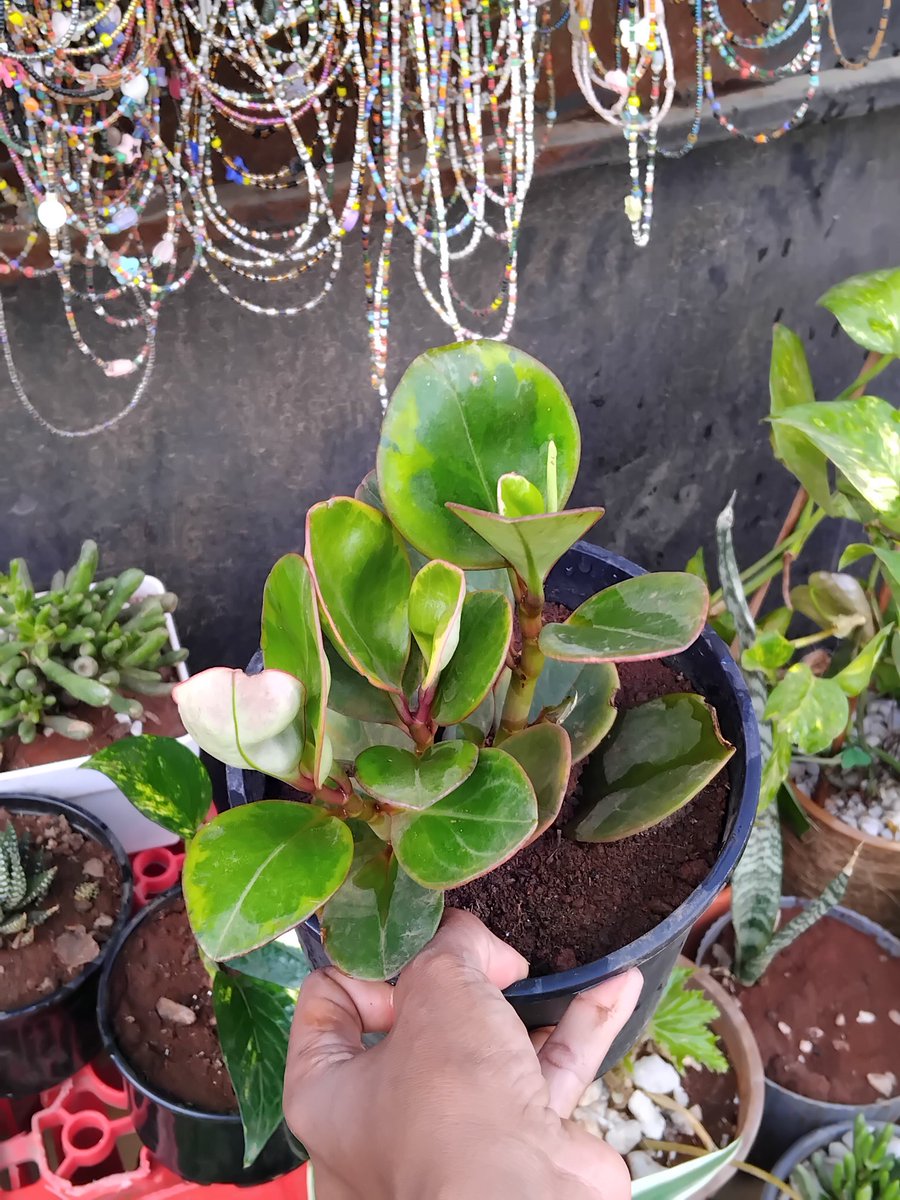 Shawrry for Plants🪴 💙 tweet media