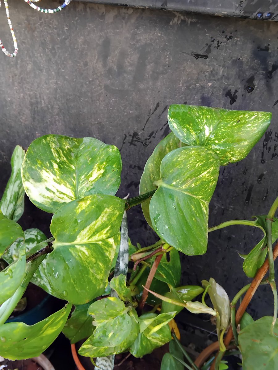 Shawrry for Plants🪴 💙 tweet media