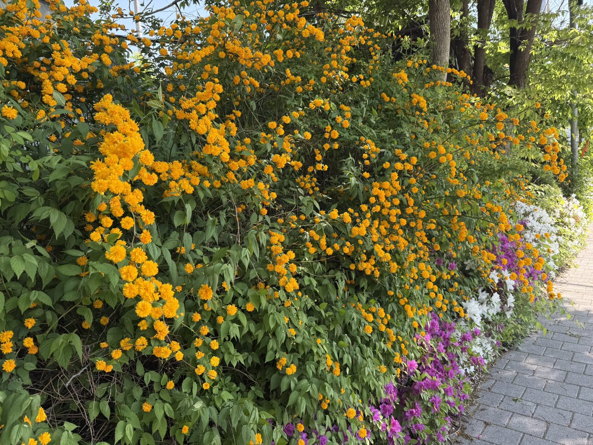 장미의신부 tweet media