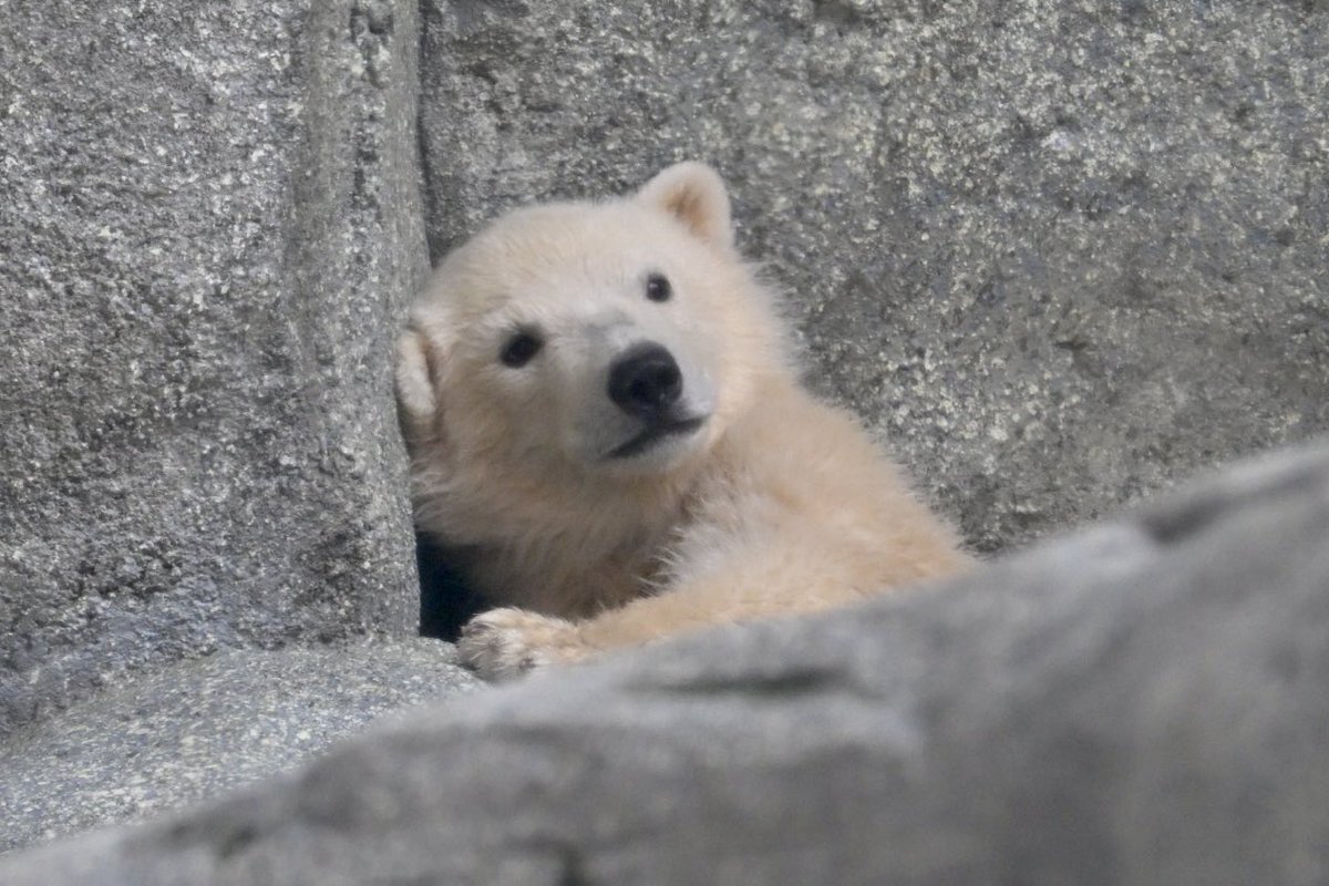 ちょくちゃん tweet media