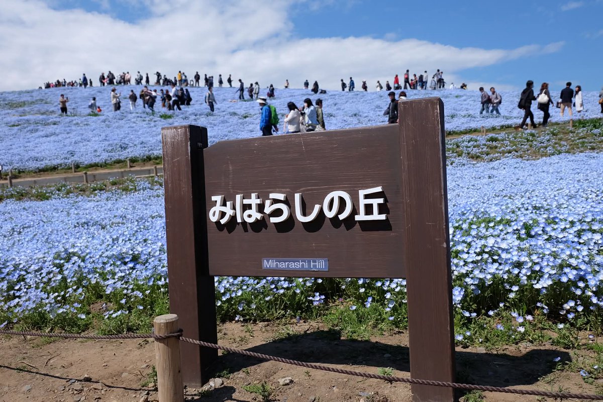 Puttiano's tweet image. #tbt in 2017, My Japan Trip 🗾
at Hitachi Seaside Park, Ibaraki 🪻🌷☘️

#hitachiseasidepark #nemophila
#ひたち海浜公園 #ネモフィラ