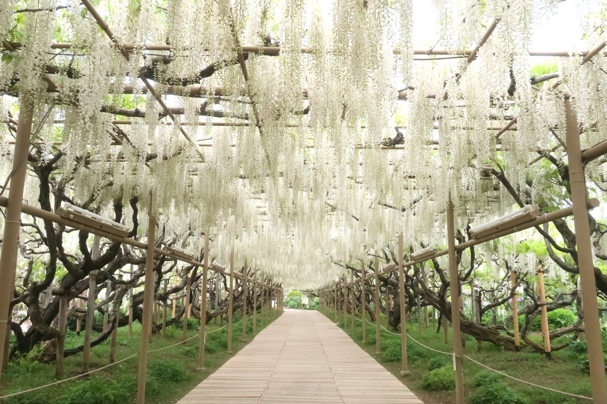 ashikaga_flower's tweet photo. 【April 25,2026】
2026年4月25日（土）の園内の様子です。
大藤と八重の大藤は最も美しいときを迎えております。
白藤も満開を迎えております。
◆大藤　　　：満開
◆白藤　　　：満開
◆きばな藤　：満開（早咲き品種）
◆うす紅藤　：棚と橋のみ見頃継続
◆むらさき藤：満開を過ぎました
お早目のご来園をお勧めいたします。
◆園内の花状況詳細はこちらから
https://t.co/2pFK0vT3mK
◆オンラインチケットはこちら
https://t.co/1oM8ZtQfYe

This is the state of the park on April 25,2026.
◆Great wisteria：In full bloom
◆White wisteria：In full bloom
◆Laburnum：In full bloom (early flowering variety)
◆Pale cherry pink wisteria：past full bloom
◆Purple wisteria：past full bloom
The flowering is about a week earlier than last year.
We recommend that you visit the park in April.
◆Flowering status
https://t.co/2pFK0vT3mK
◆Online Tickets
https://t.co/LrRDXohMU6

這是2026年4月25日公園的狀況。
開花時間比去年早約一週。
我們建議你四月造訪公園。
◆開花狀態
https://t.co/2pFK0vT3mK
◆線上票券
https://t.co/D2ddOwRQeh

이것이 2026년 4월 25일 공원의 상태입니다.
개화는 작년보다 약 일주일 앞당겨졌습니다.
4월에 공원을 방문하시길 권장합니다.
◆개화상태
https://t.co/2pFK0vT3mK
◆온라인 티켓
https://t.co/755uFznyAc

这是2026年4月25日公园的状态。
开花时间比去年提前大约一周。
我们建议您四月���问公园。
◆开花状态
https://t.co/2pFK0vT3mK
◆在线门票
https://t.co/4FJQcRPvz7

นี่คือสถานะของอุทยานในวันที่ 25 เมษายน พ.ศ. 2026
การออกดอกเร็วกว่าปีที่แล้วประมาณหนึ่งสัปดาห์
เราขอแนะนําให้คุณเยี่ยมชมสวนสาธารณะในเดือนเมษายน
◆สถานะการออกดอก
https://t.co/2pFK0vT3mK
◆ตั๋วออนไลน์
https://t.co/QNpquUyGmB

#あしかがフラワーパーク
#ashikagaflowerpark
#足利花卉公園
#wisteria