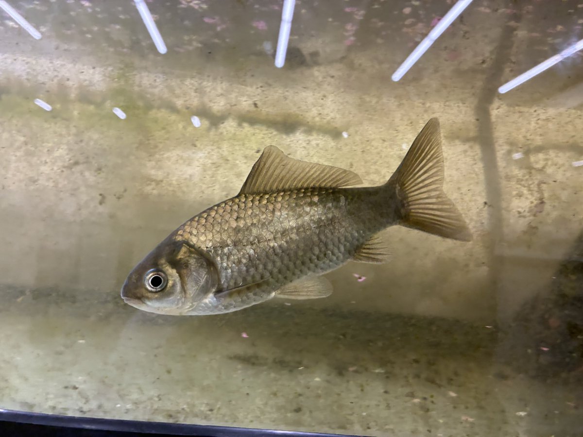 tdjscienceclub's tweet photo. 科学部で飼ってるギンブナ。かわいい。 https://t.co/33sYDaX3Wj