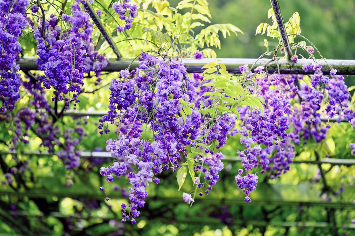 ゴージャスな八重咲きの藤
