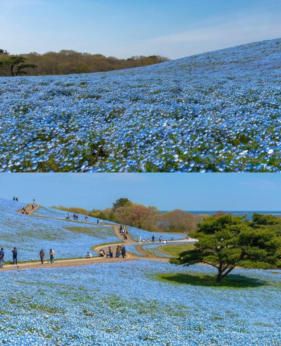 onedio's tweet photo. Japonya’da Hitachi Sahil Parkı’nda gökyüzüyle birleşen mavi bir rüya: Nemophila çiçekleri. https://t.co/AUcyOLK345