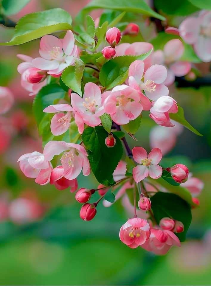 GorselSl's tweet image. #Saturday #Spring 
#naturebeauty