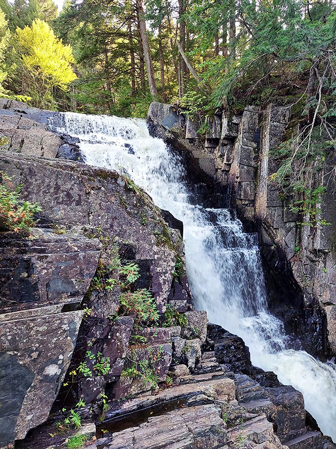 🇺🇸 Loup 🇺🇸 tweet media