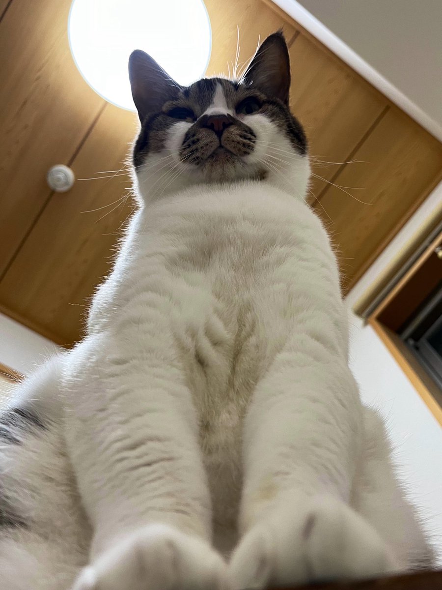 でんすけ劇場 tweet media