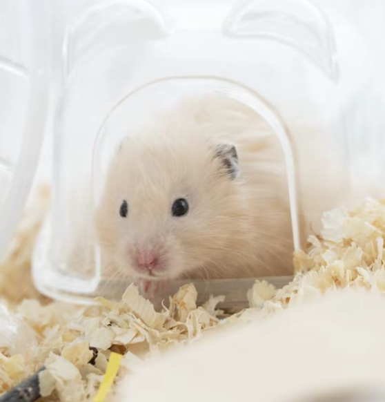 AUTOMATON WEST tweet media