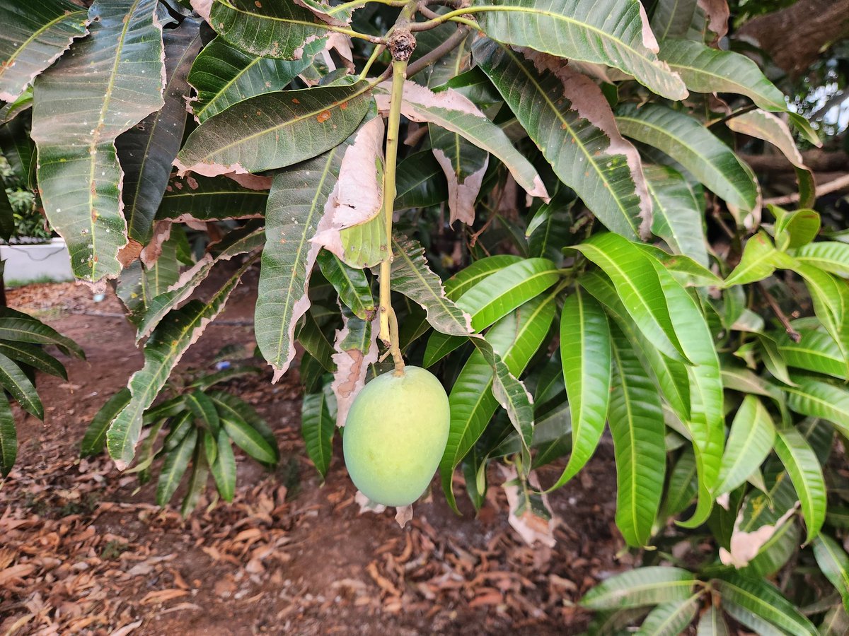 कोकणातला समृद्ध शेतकरी कधी रस्त्यावर येऊन कर्ज माफीची मागणी करत नाही. पण या वर्षी Climate Change चा फटका बसला आहे. एप्रिल महिना संपत आला तरी मार्केट मधून हापूस आंबा गायब आहे (1/2)

A summer without Alphonso?  share.google/d7TTWrAaIX8Nah…