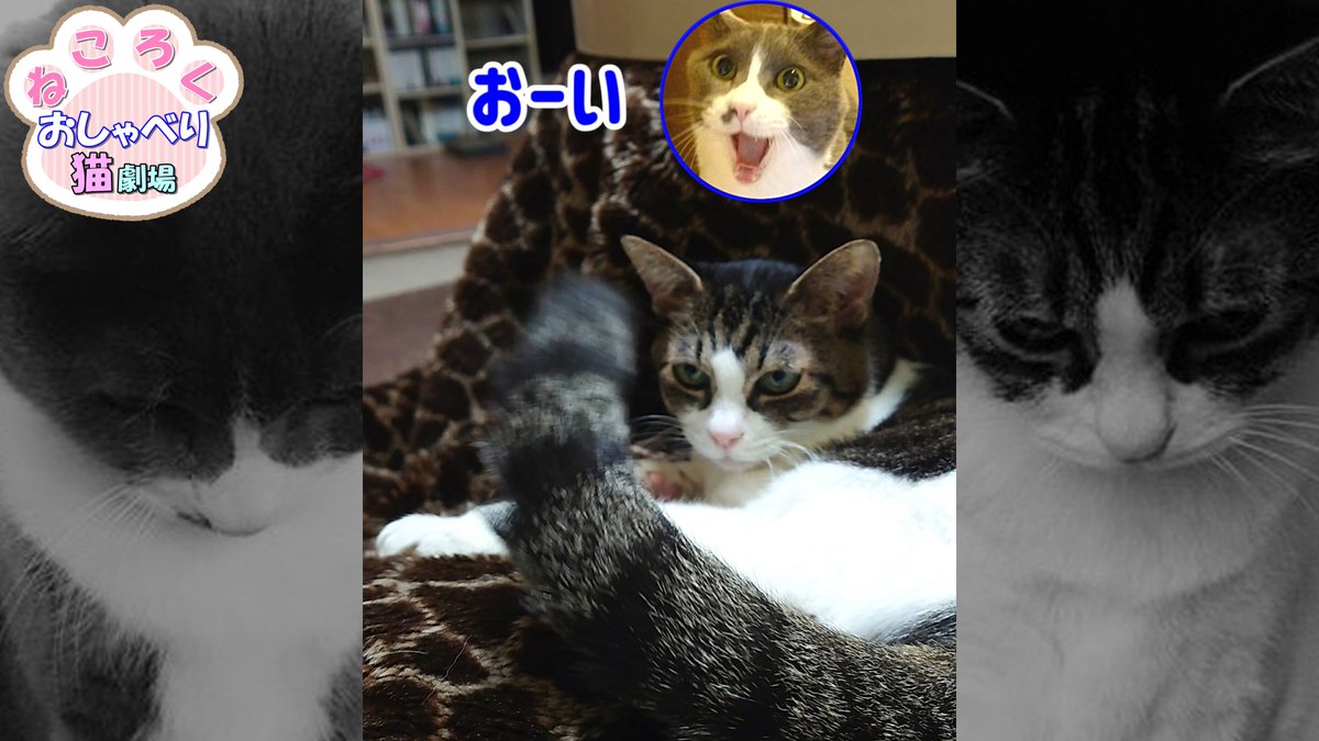 YouTubeに新しい動画を投稿しました！

なんかもうワケの分からない動画になってしまいましたが良かったらご覧くださいww

【ねころく】
膝上に乗り尻尾をブンブン振り回している猫
↓
youtube.com/shorts/_X17nlz…

#猫
#猫動画
#ねころく