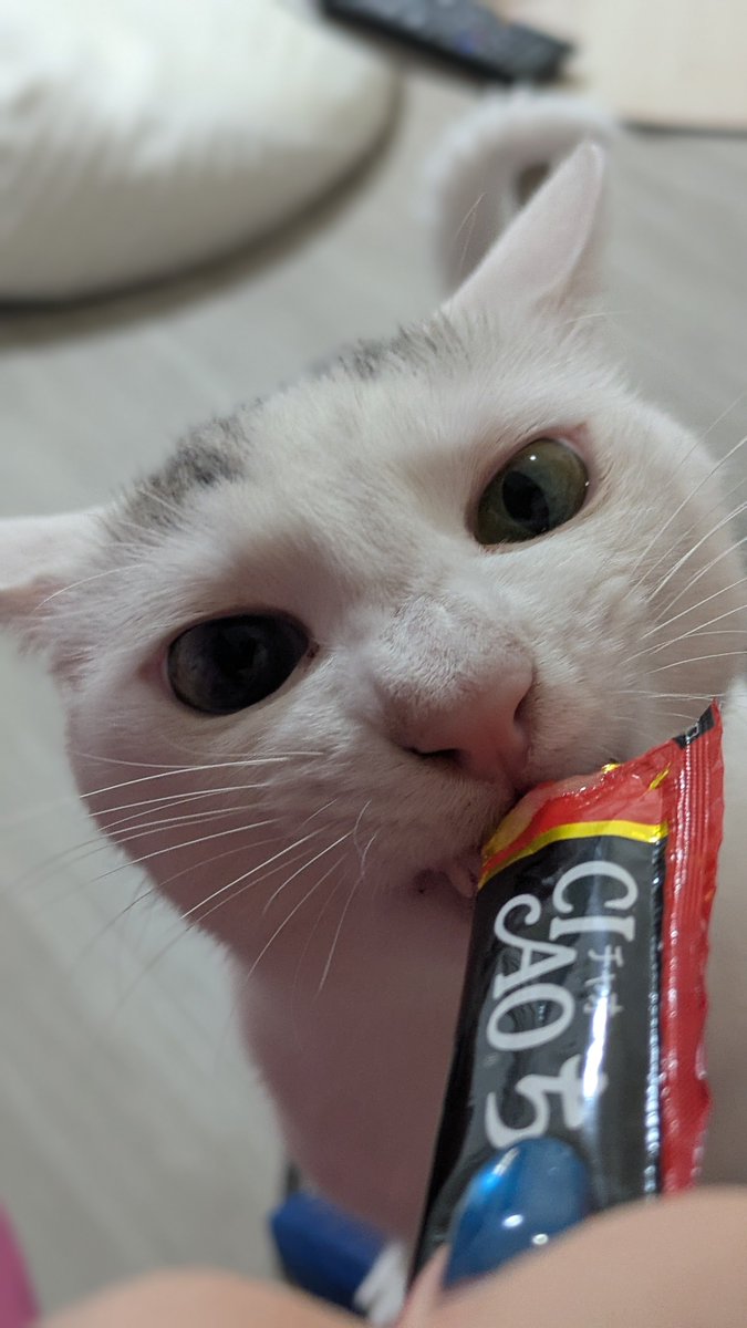 もん⚾️🎮️🐱 tweet media
