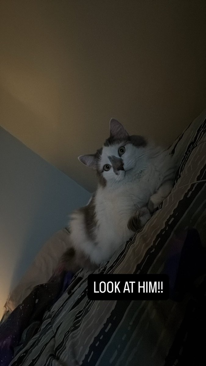 maxxatron's tweet photo. This is Pachuco! He’s my bestest little pal 
#cat #cute #LOOKATHIM https://t.co/vOR6QwV4Kq