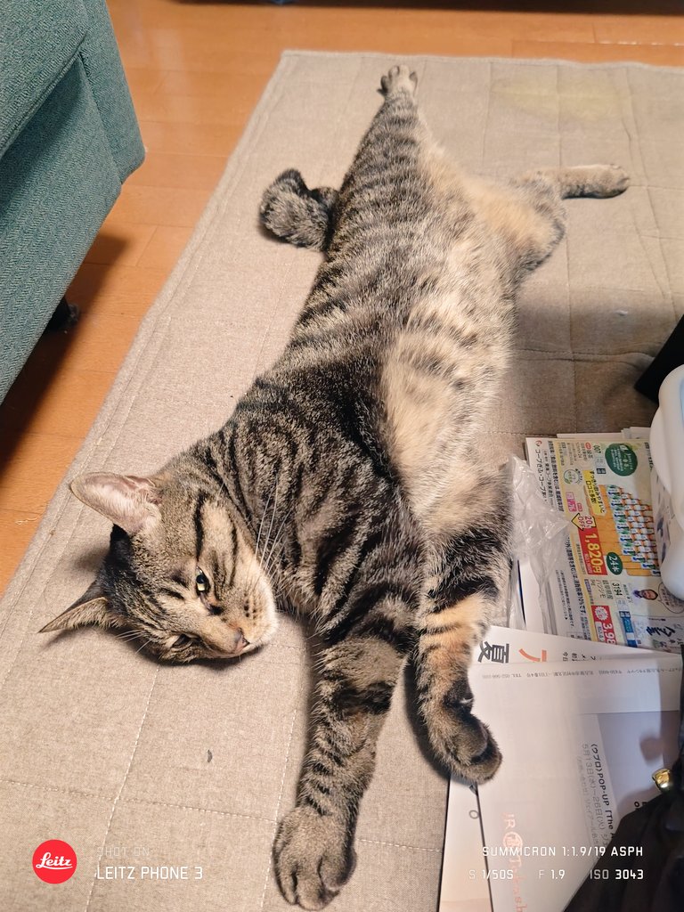 こでまり tweet media