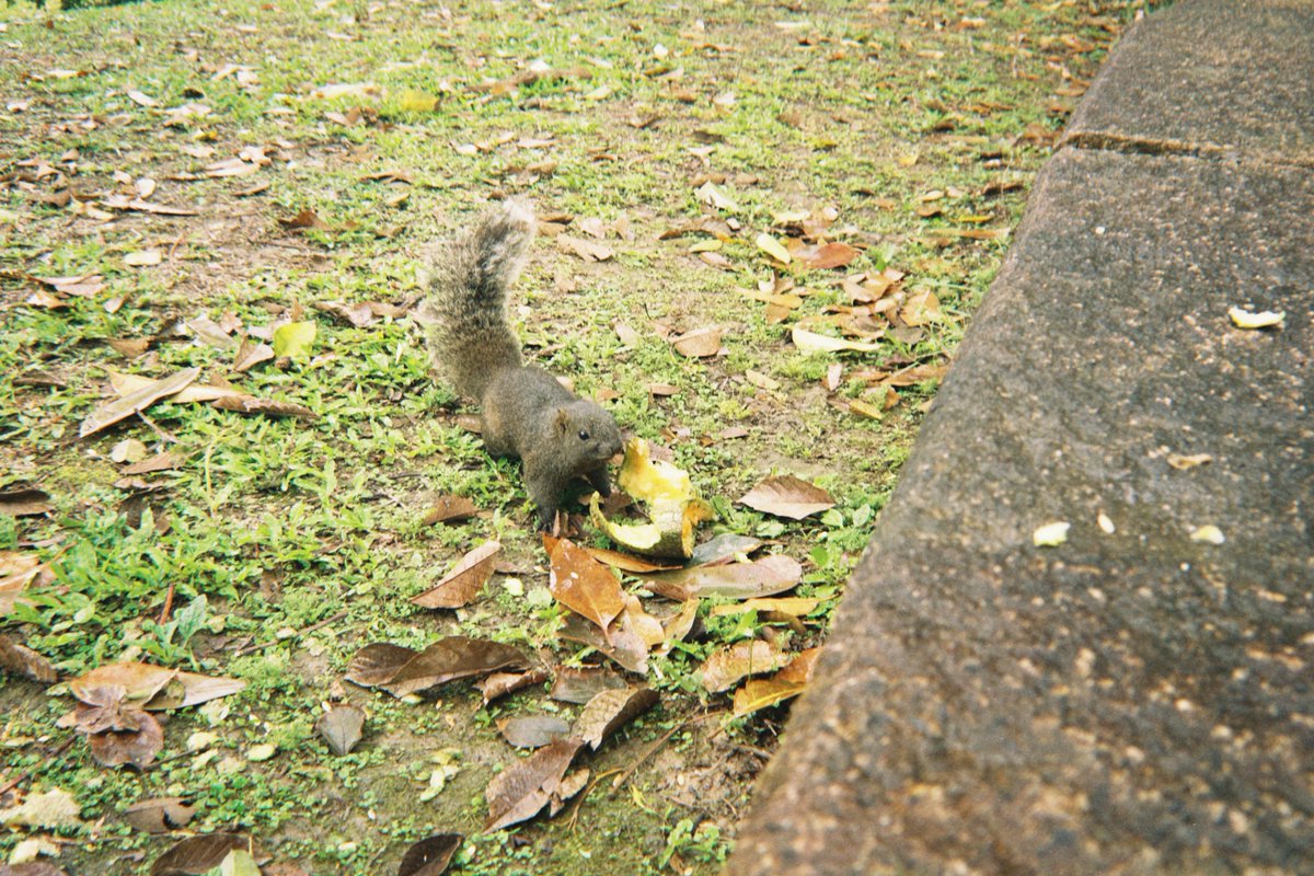 いがりなつみ tweet media