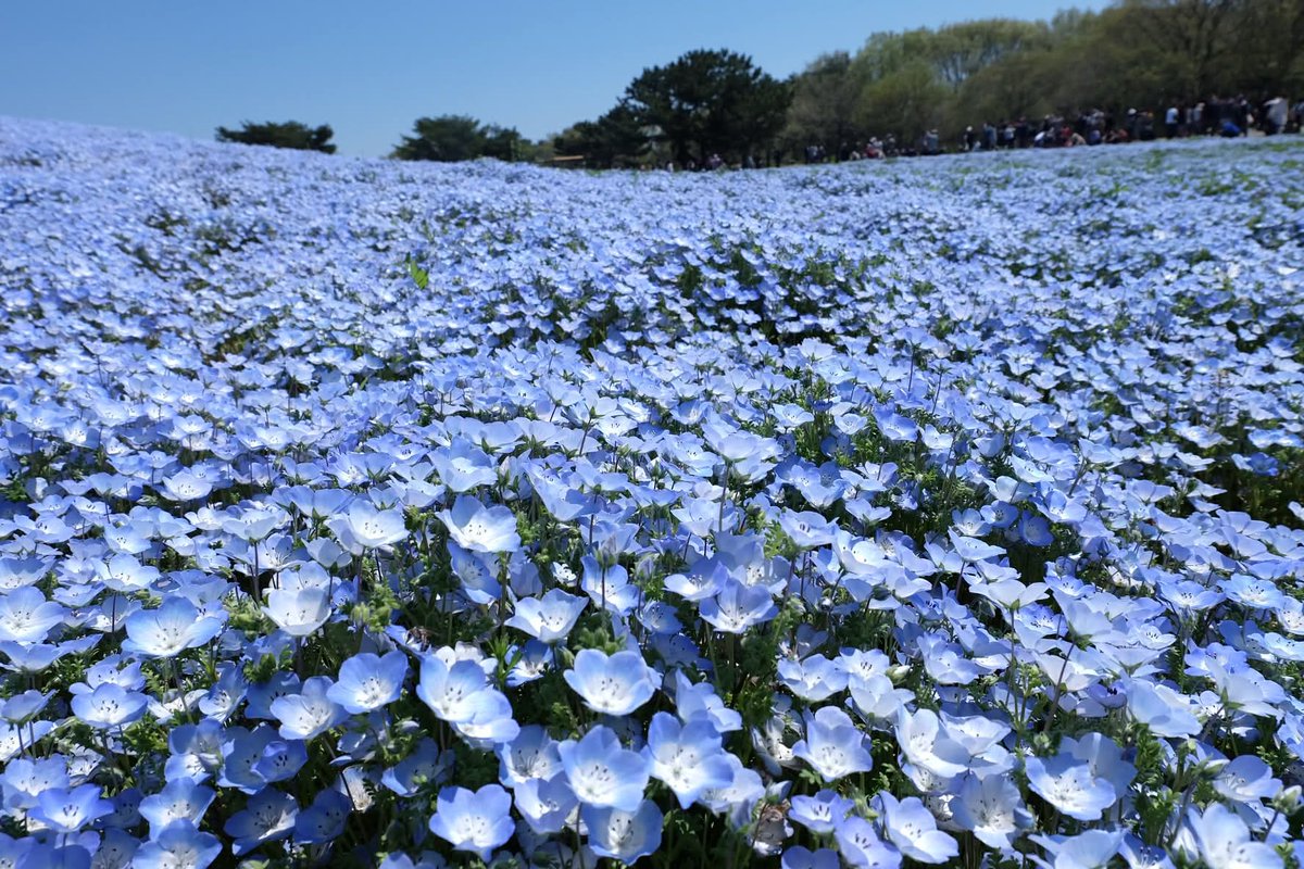 Puttiano's tweet image. #tbt in 2017, My Japan Trip 🗾
at Hitachi Seaside Park, Ibaraki 🪻🌷☘️

#hitachiseasidepark #nemophila
#ひたち海浜公園 #ネモフィラ