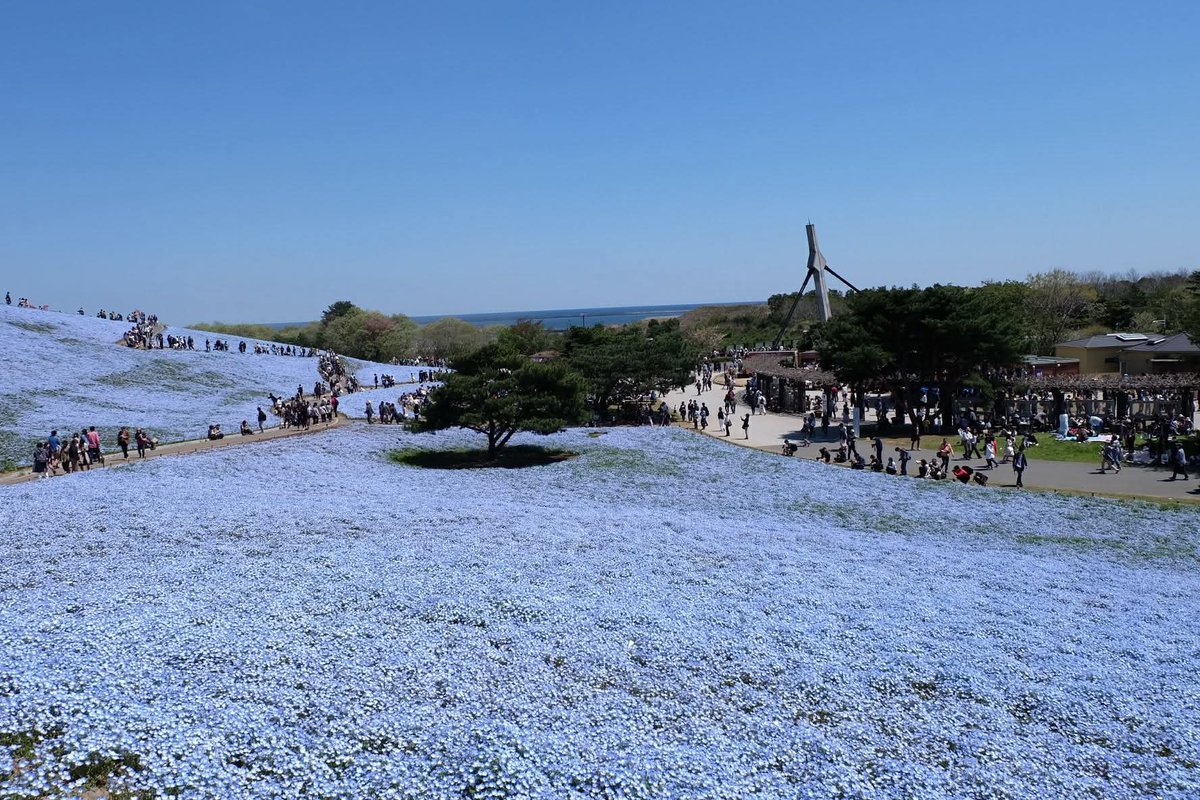 Puttiano's tweet image. #tbt in 2017, My Japan Trip 🗾
at Hitachi Seaside Park, Ibaraki 🪻🌷☘️

#hitachiseasidepark #nemophila
#ひたち海浜公園 #ネモフィラ