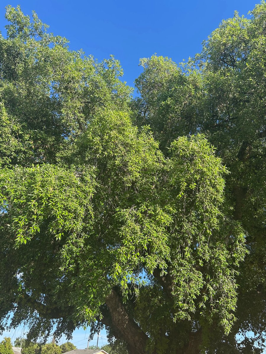 a1lis6n's tweet photo. 🦌🌞 https://t.co/c4PmpTflQL