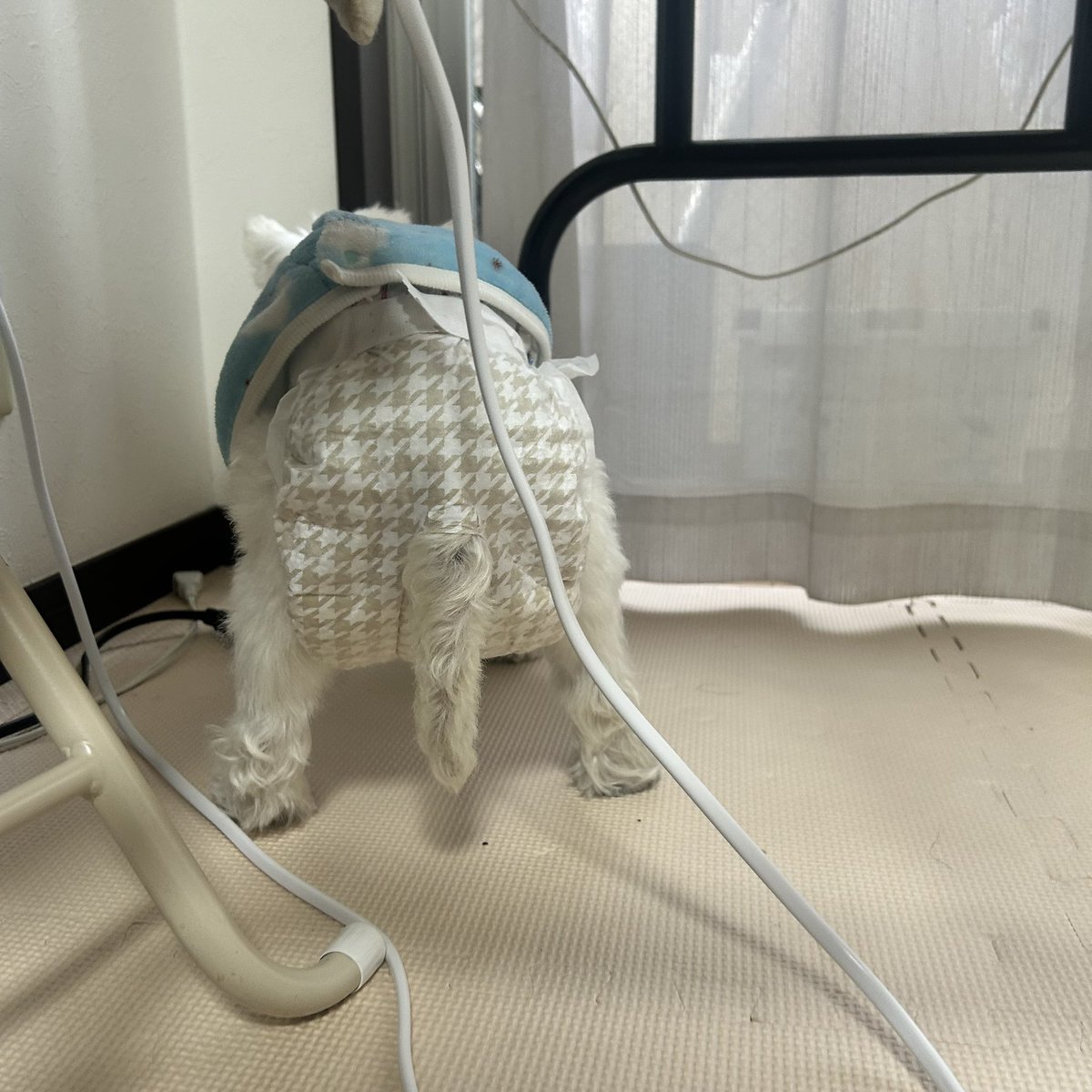 🐶起きた瞬間スイッチONで急に歩き出して、 なぜか狭いところに
